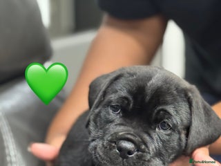 Cane Corso dogs - Advert 1