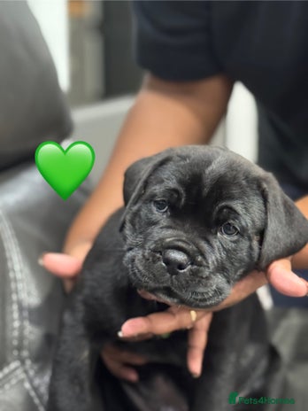 Cane Corso dogs - Advert 1