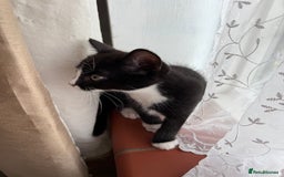 Mixed Breed cats for sale: Kittens - Image 3