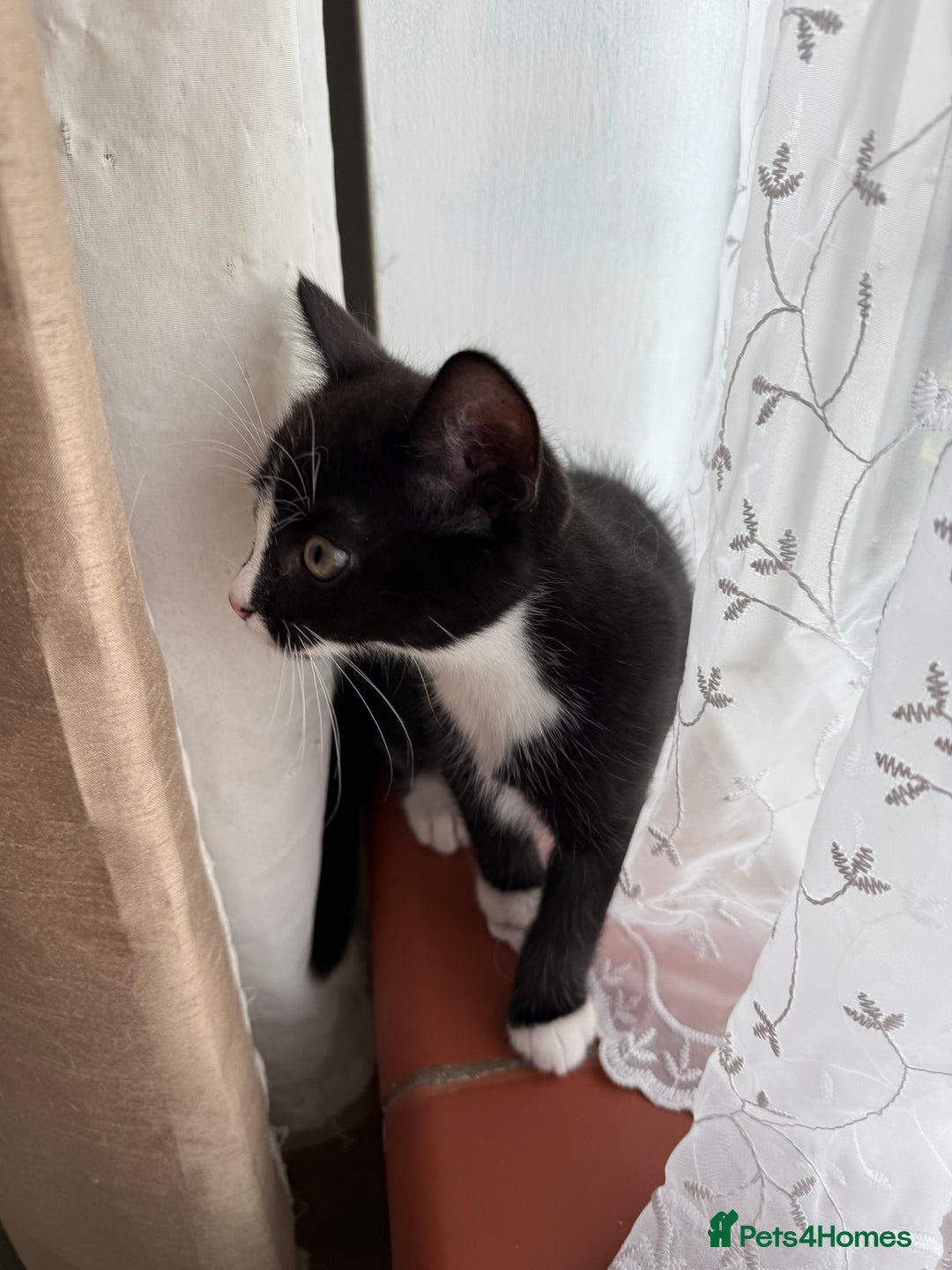 Mixed Breed cats for sale: Kittens - Image 3