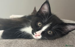 Mixed Breed cats for sale: Half Maine coon - Image 3