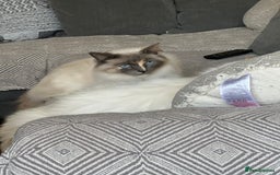 Ragdoll cats for sale: Ragdoll  - Image 2