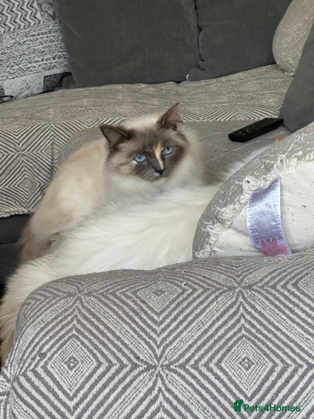 Ragdoll cats for sale: Ragdoll  - Image 2