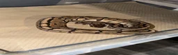 Python Snake reptiles for sale: Ball python collection  in Crewe - Advert 6