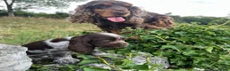 Cocker Spaniel dogs for sale: SHOW KC Registered, true to type, Cocker Spaniels - Advert 10