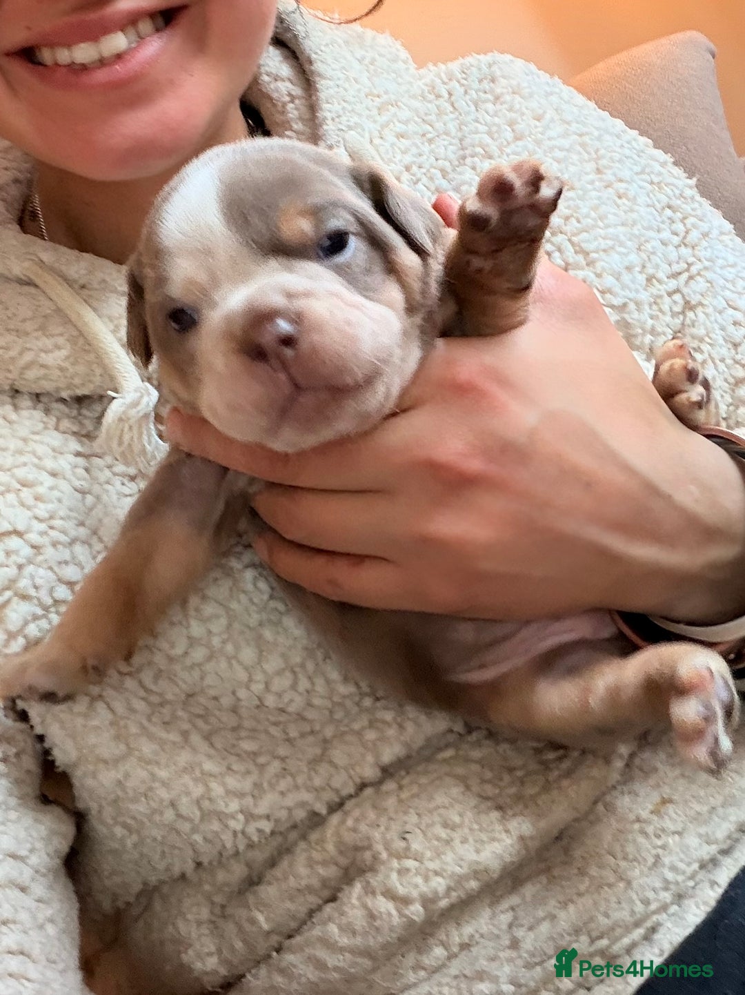 Olde English Bulldogge dogs for sale: Olde English Bulldog Puppies - Family Raised  - Advert 25