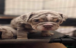 English Bulldog dogs for sale: Elite English Bulldog Breeding Pair Available! - Image 19