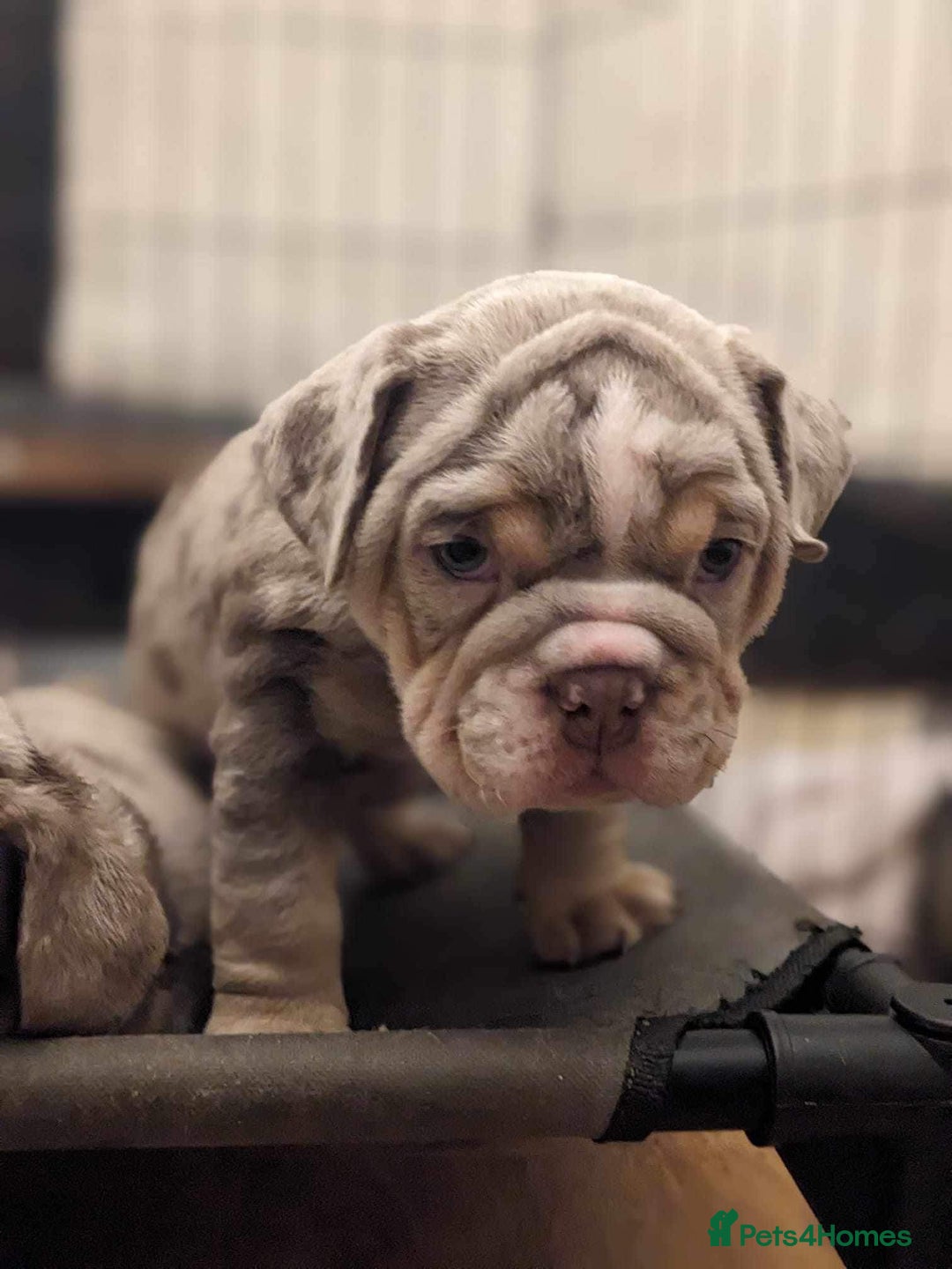English Bulldog dogs for sale: Elite English Bulldog Breeding Pair Available! - Image 19