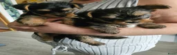 Yorkshire Terrier dogs for sale: Beautiful Mini Yorkshire Terrier Puppies  - Advert 7