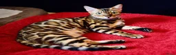 Bengal cats for sale: Beautiful Bengal kittens - Advert 13