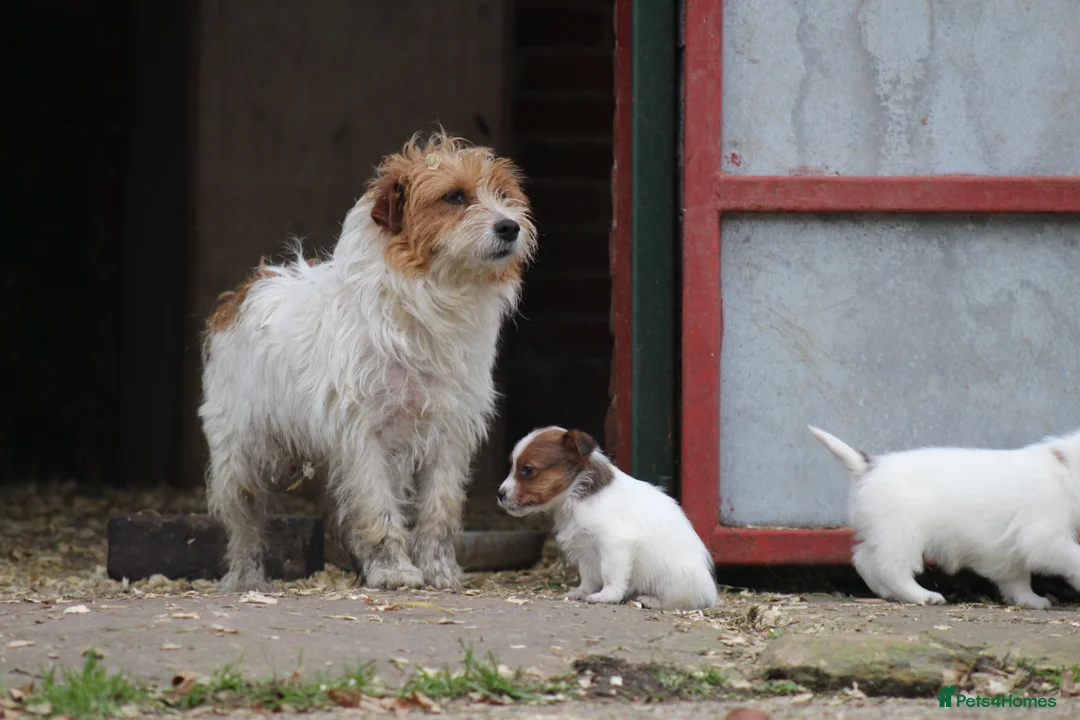 Jack Russell dogs for sale: Jack Russell Puppies for sale - Advert 10