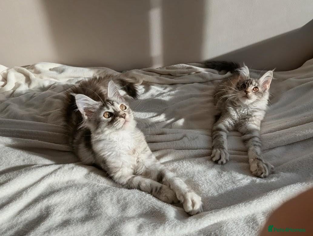 Maine Coon cats READY TODAY GCCF Registered Maine Coon Kittens - Advert 5