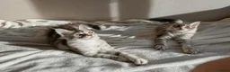Maine Coon cats for sale: GCCF Registered Maine Coon Kittens Peterborough - Advert 8