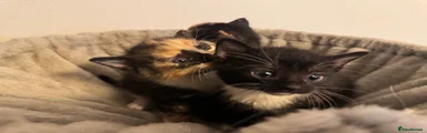 Mixed Breed 3