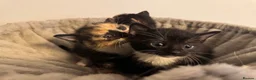 Mixed Breed cats for sale: Kittens 🐱  - Advert 11