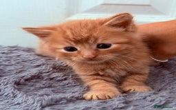 Mixed Breed cats for sale: Long Fur kittens for sale  - Image 11