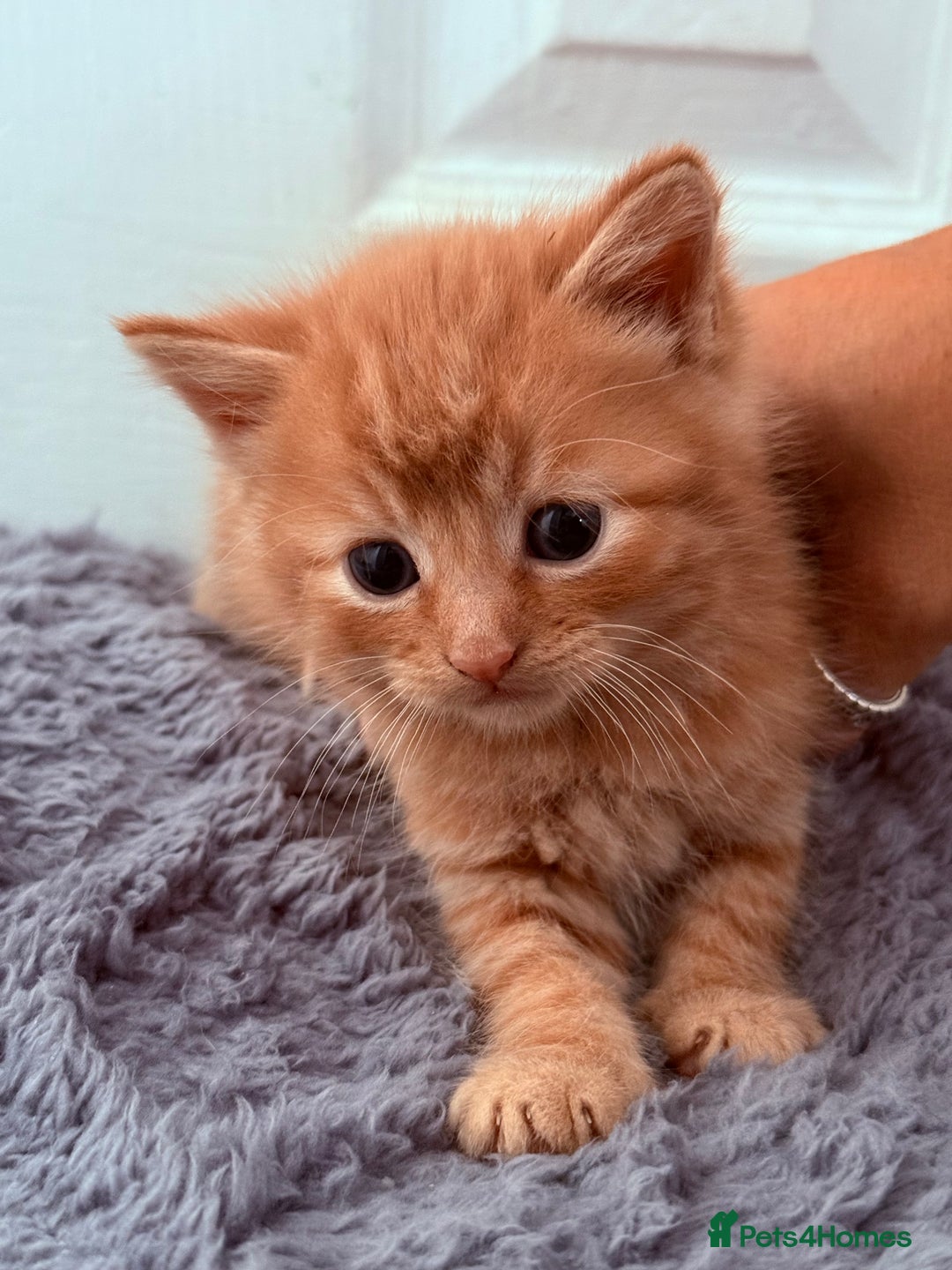 Mixed Breed cats for sale: Long Fur kittens for sale  - Image 11