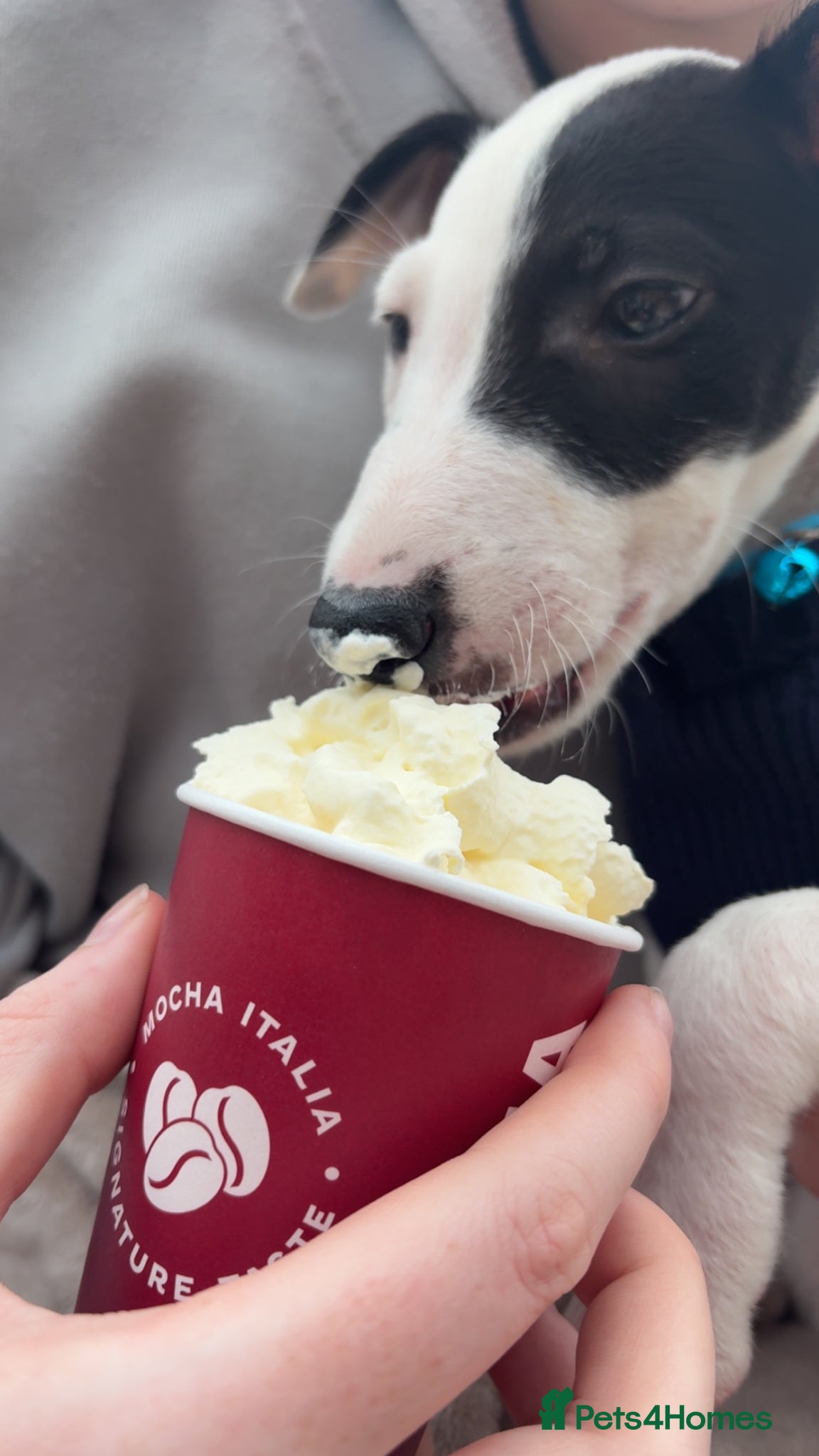 Mixed Breed dogs for sale: deerhound x - Advert 5