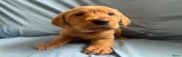 Goldador dogs for sale: READY! Fox Red Golden Retriever X Labrador pups 🧡 - Advert 7