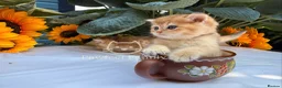 British Shorthair cats for sale: ✨ EXCEPTIONAL GOLDEN BRITISH SHORTHAIR BOYS ✨ - Advert 2