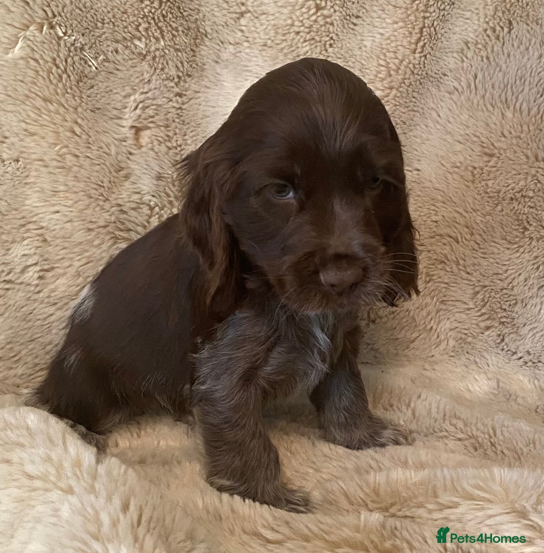 Cocker Spaniel dogs for sale: Adorable show cocker puppies - Image 17