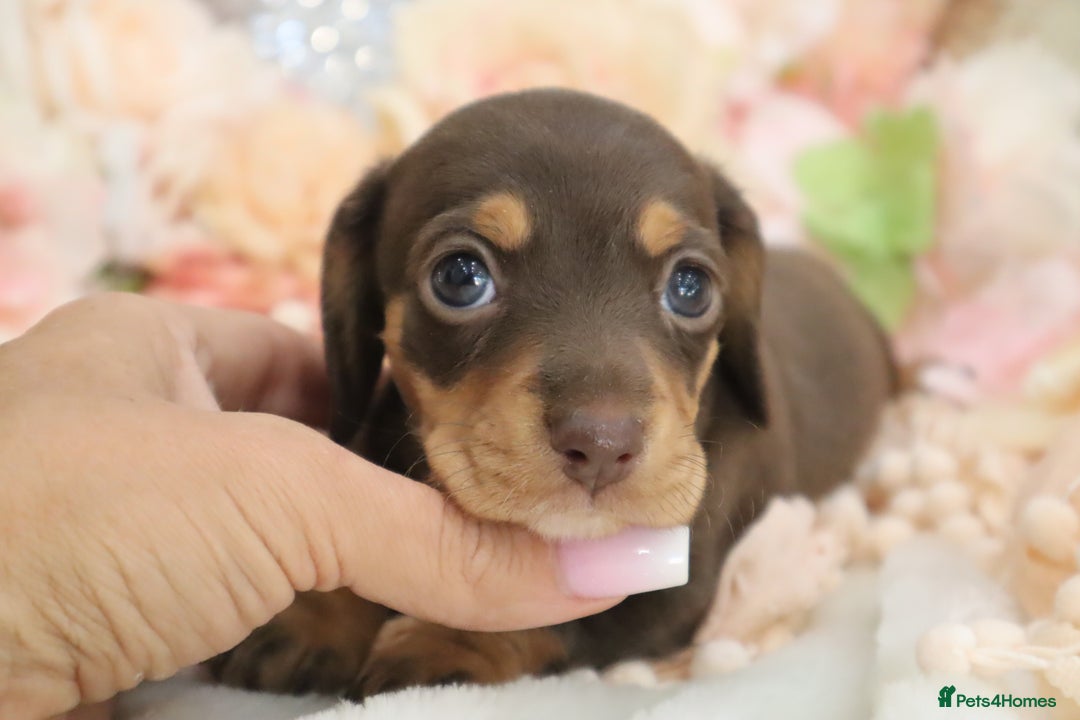 Miniature Dachshund dogs for sale: KC Registered Miniature Dachshund Puppies - Image 5