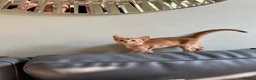 Abyssinian cats for sale: Abyssinian kittens  - Advert 7