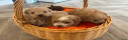 Pomapoo dogs for sale: Stunning pomapoo puppies - Advert 4
