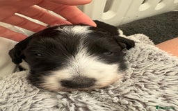 Bordoodle dogs for sale: Bordoodle Pups - Image 13