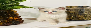 Ragdoll 1