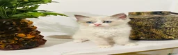Ragdoll cats for sale: Last Ragdoll kitten available now   - Advert 10