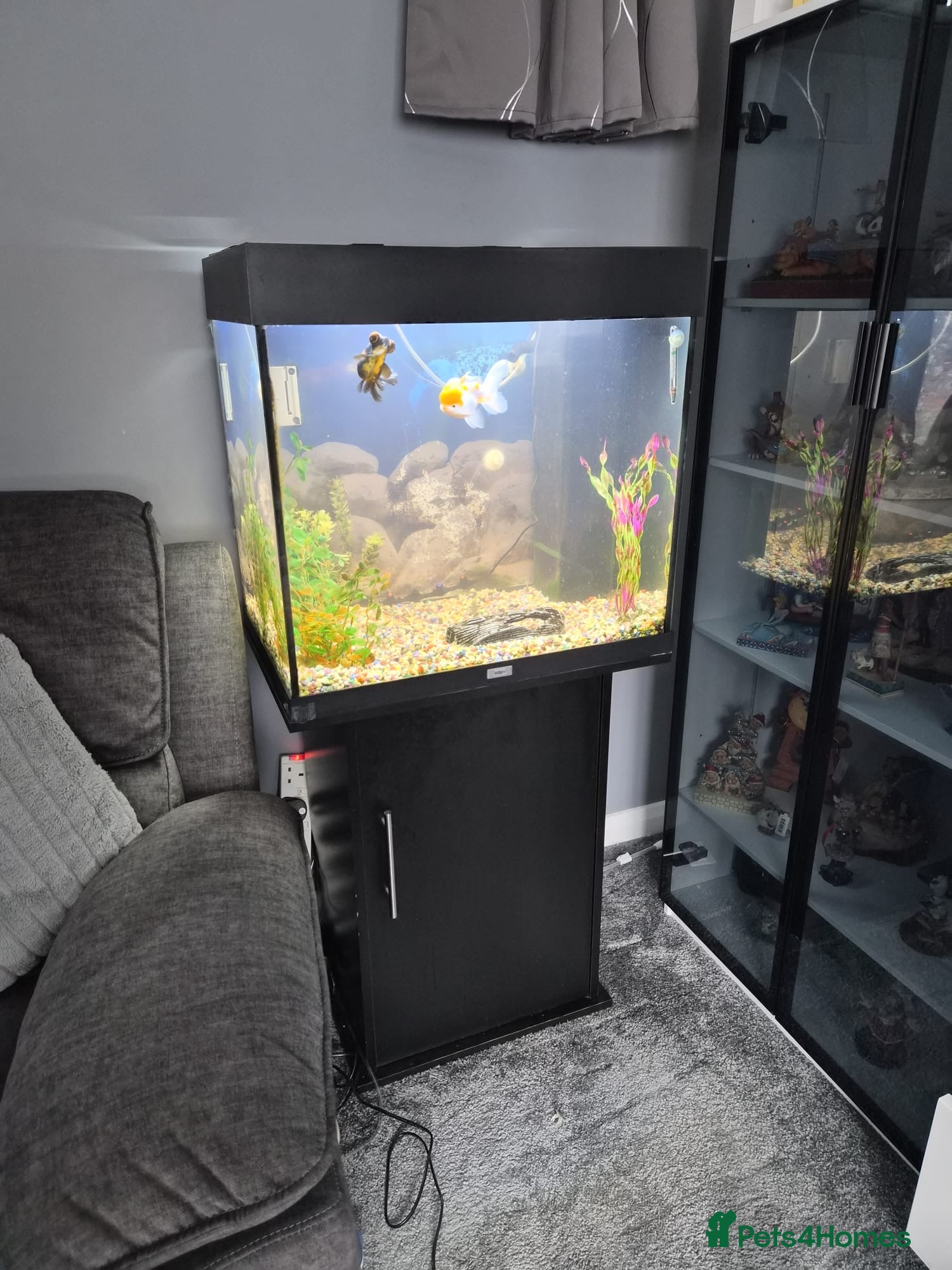 Fancy Goldfish fish 120 litre juwel tank with 2 fancy goldfish  - Advert 1