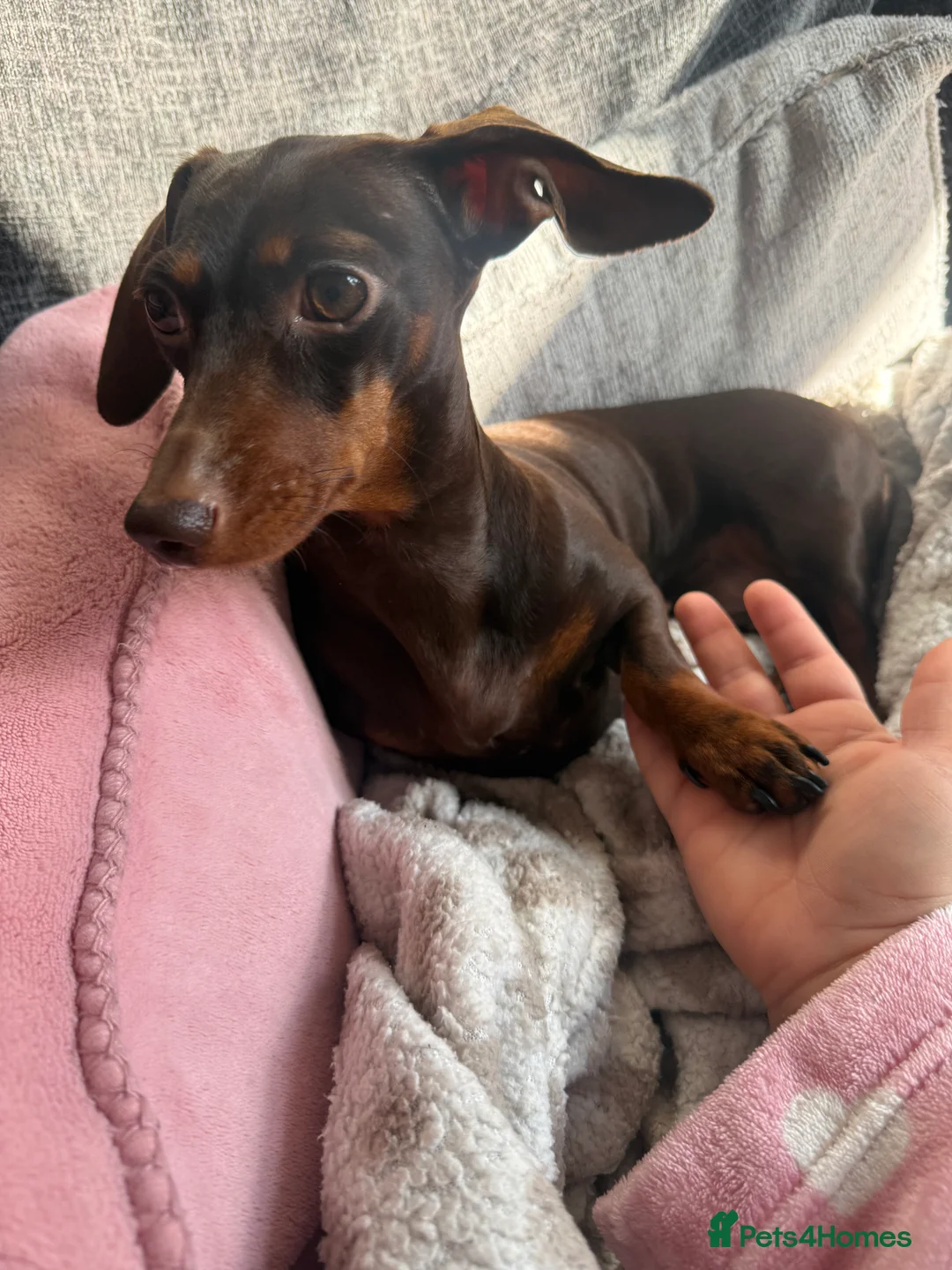 Miniature Dachshund dogs for sale: Miniature dachshund  in Purley - Advert 3