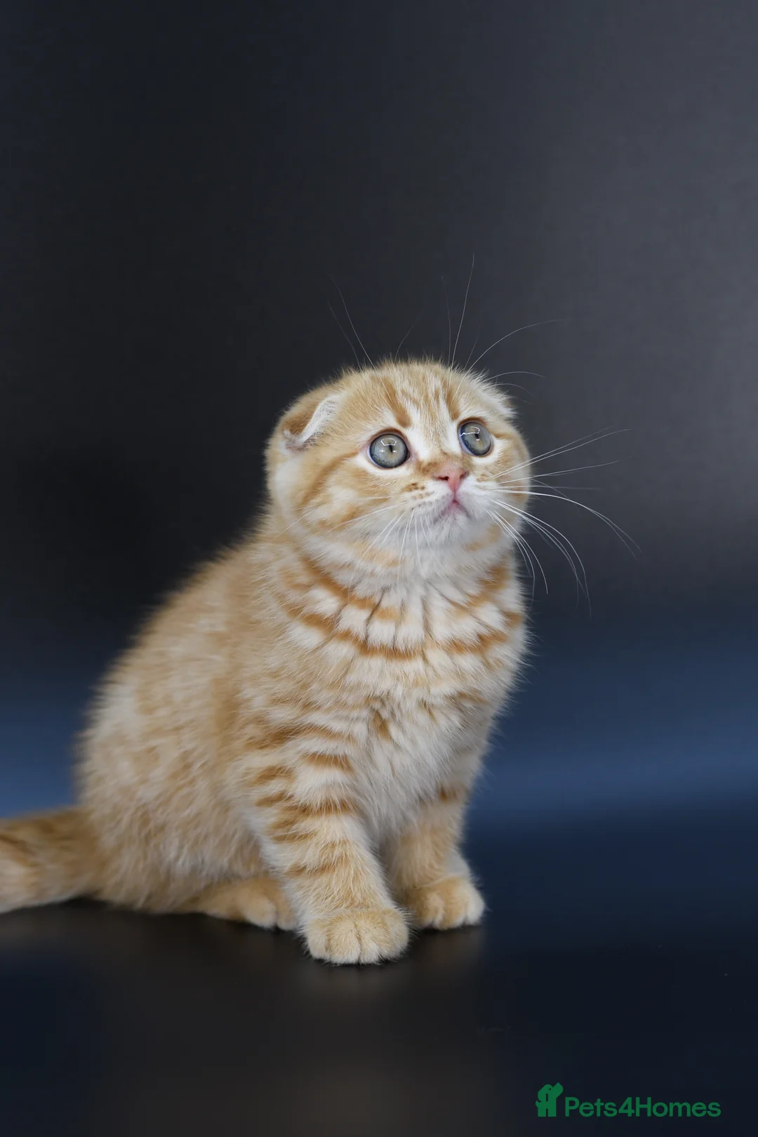Scottish Fold cats for sale: LICENSED CATTERY, PURE BREED TOP QUALITY KITTENS - Advert 15