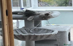 British Shorthair cats for sale: Two British shorthair kittens - Image 1