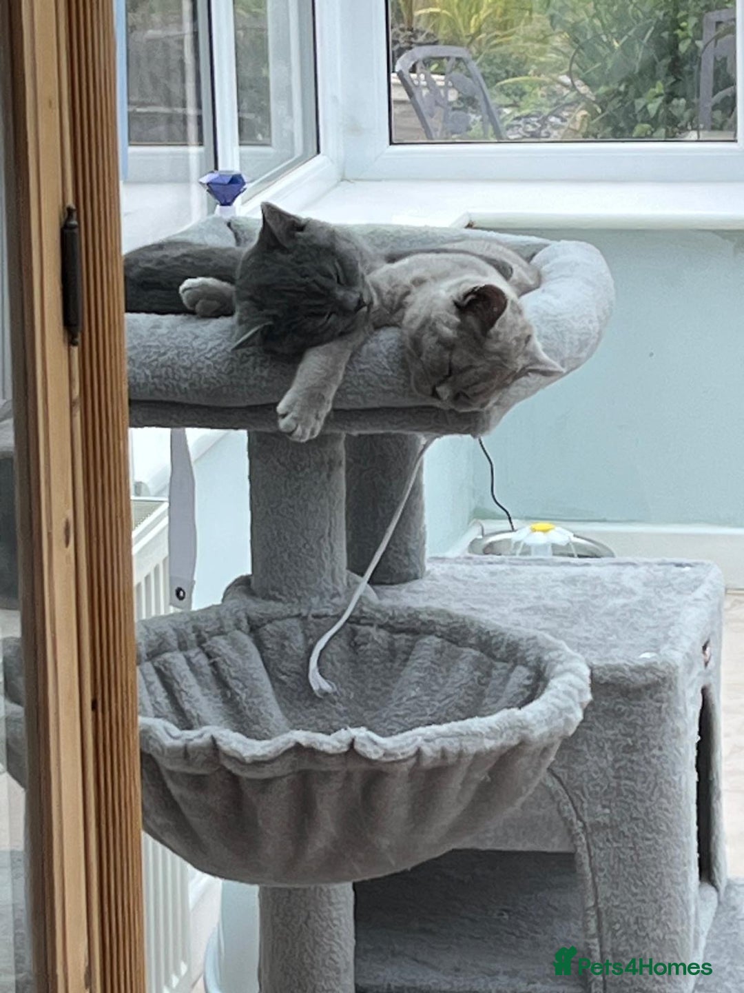 British Shorthair cats for sale: Two British shorthair kittens - Image 1