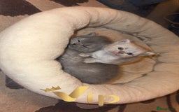 British Shorthair cats for sale: British short hair kittens  - Advert 6