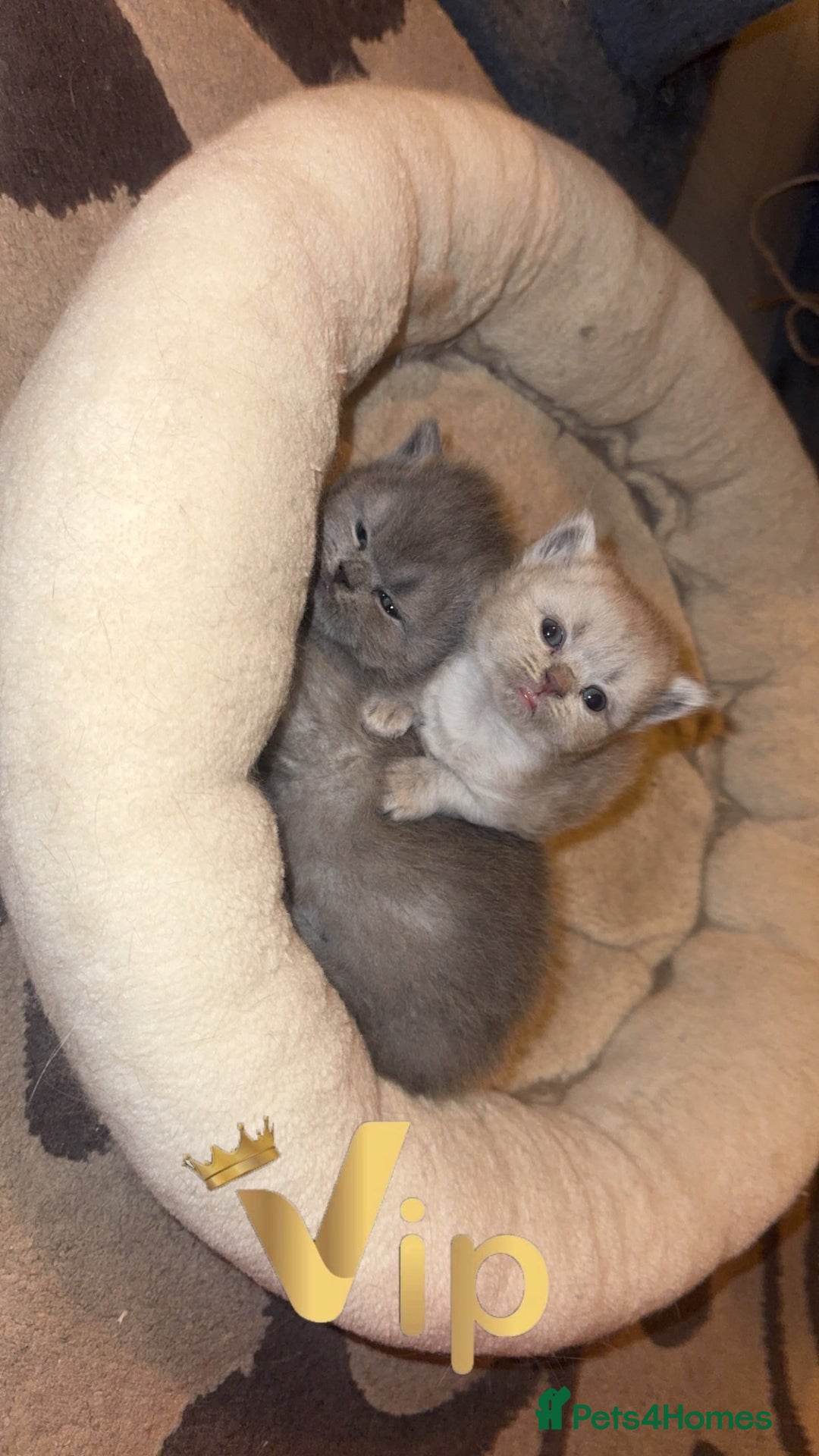 British Shorthair cats for sale: British short hair kittens  - Advert 6