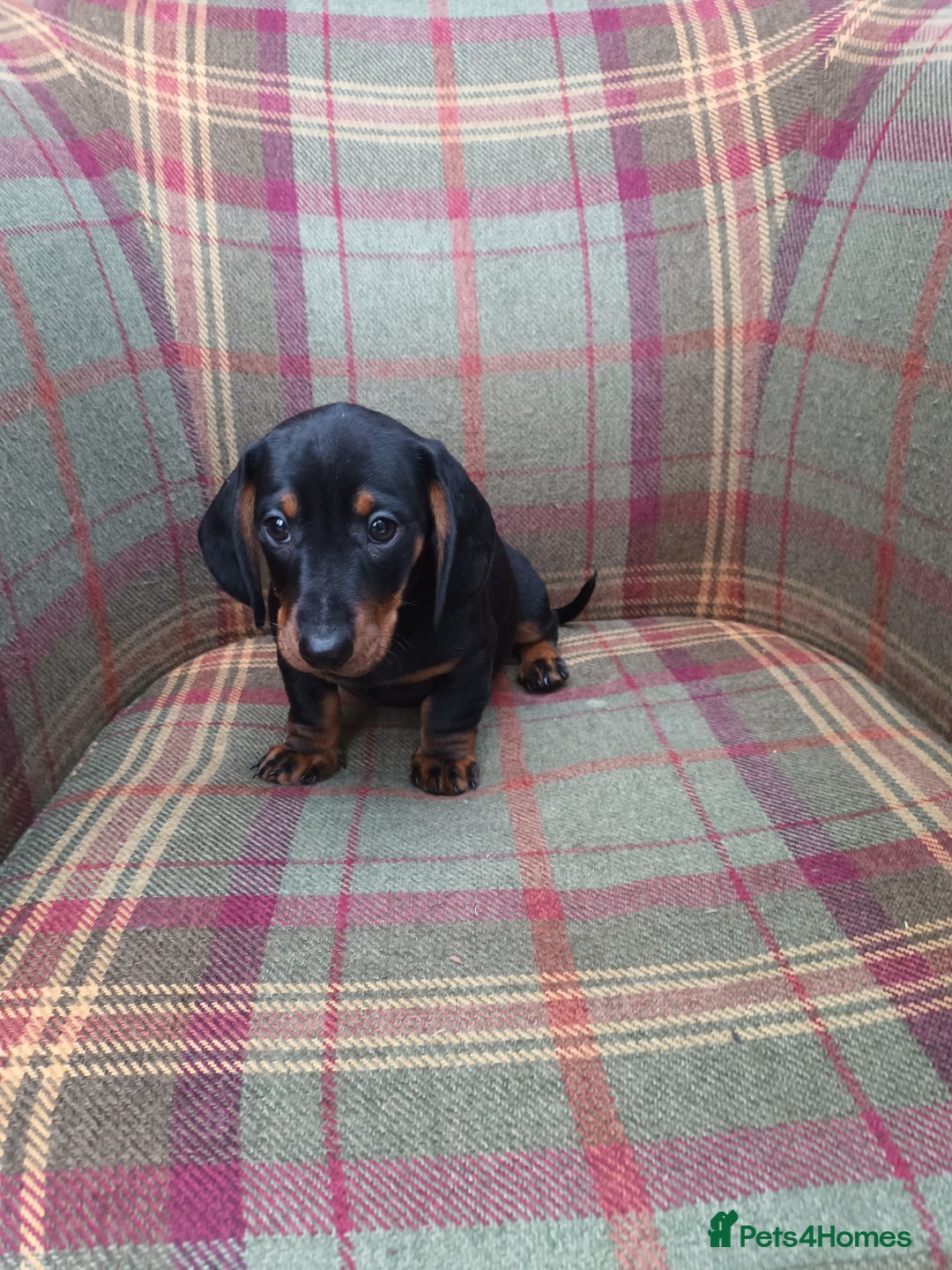 Miniature Dachshund dogs for sale: Black and Tan Miniature Dachshund Puppies 3 Boys - Advert 29