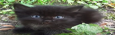 Ragdoll Kitten 2