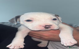 Staffordshire Bull Terrier dogs for sale: Staffordshire bull terriers  - Image 19