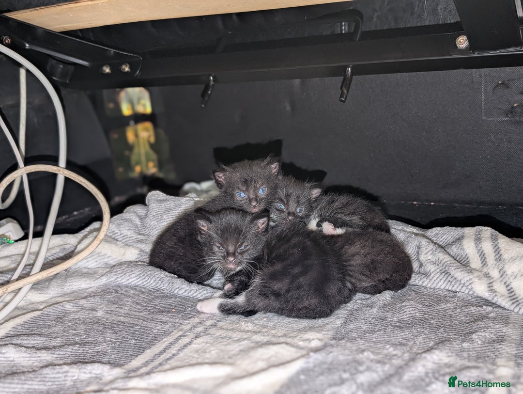 Mixed Breed cats for sale: All black and black/white kittens for sale - Image 1