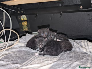 Mixed Breed cats - Advert 31