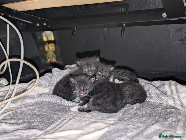 Mixed Breed cats All black and black/white kittens for sale - Advert 18