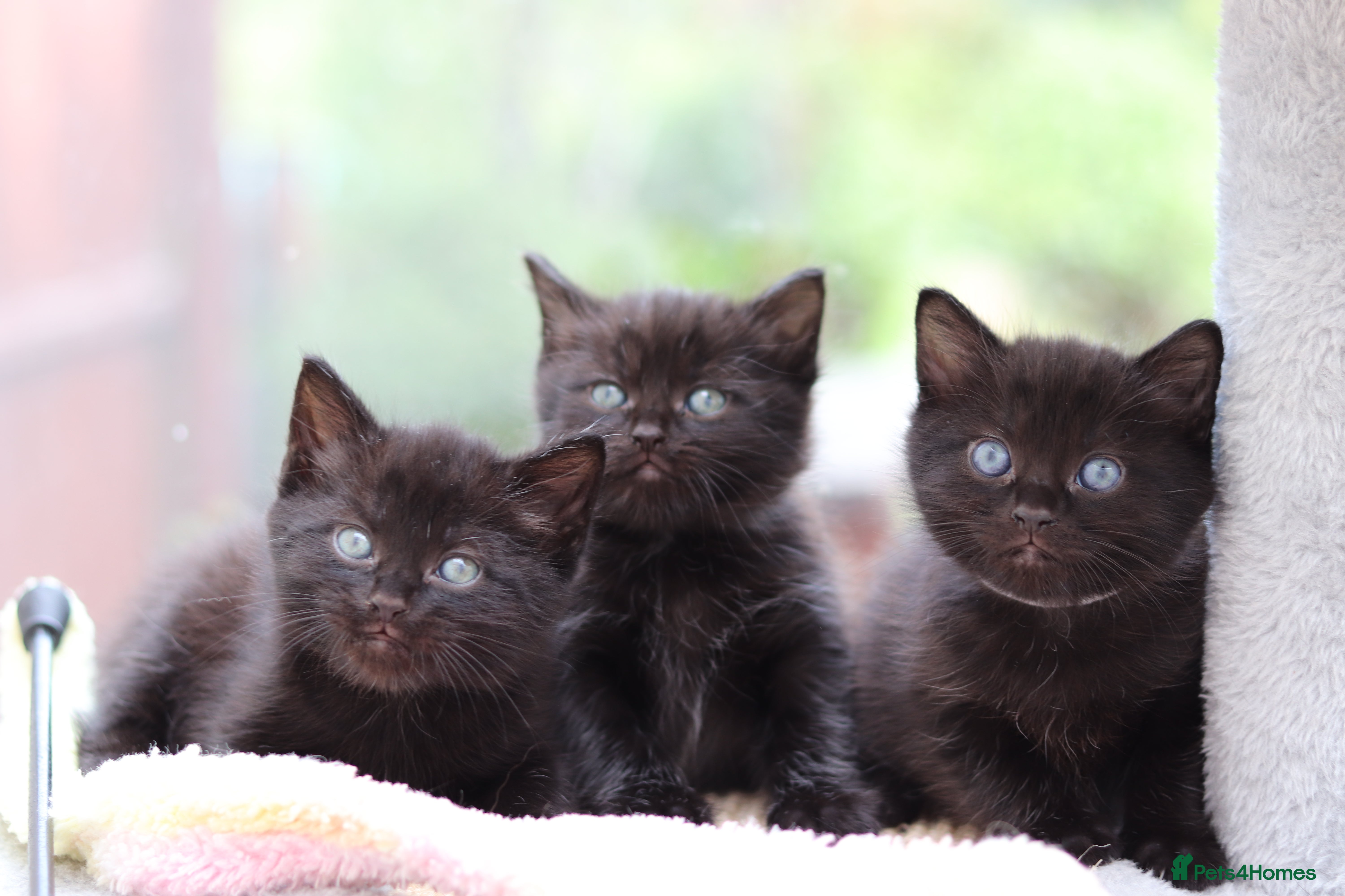 Domestic Shorthair cats Beautiful Kittens - Advert 18