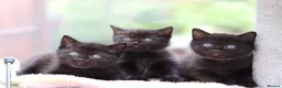 Domestic Shorthair cats for sale: Beautiful Kittens - Advert 8
