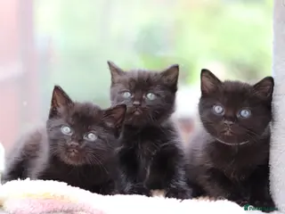 Domestic Shorthair cats Beautiful Kittens - Advert 18