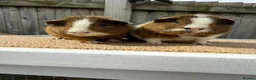 Guinea Pig rodents for sale: Teddy guinea pigs  in Carlisle - Advert 12
