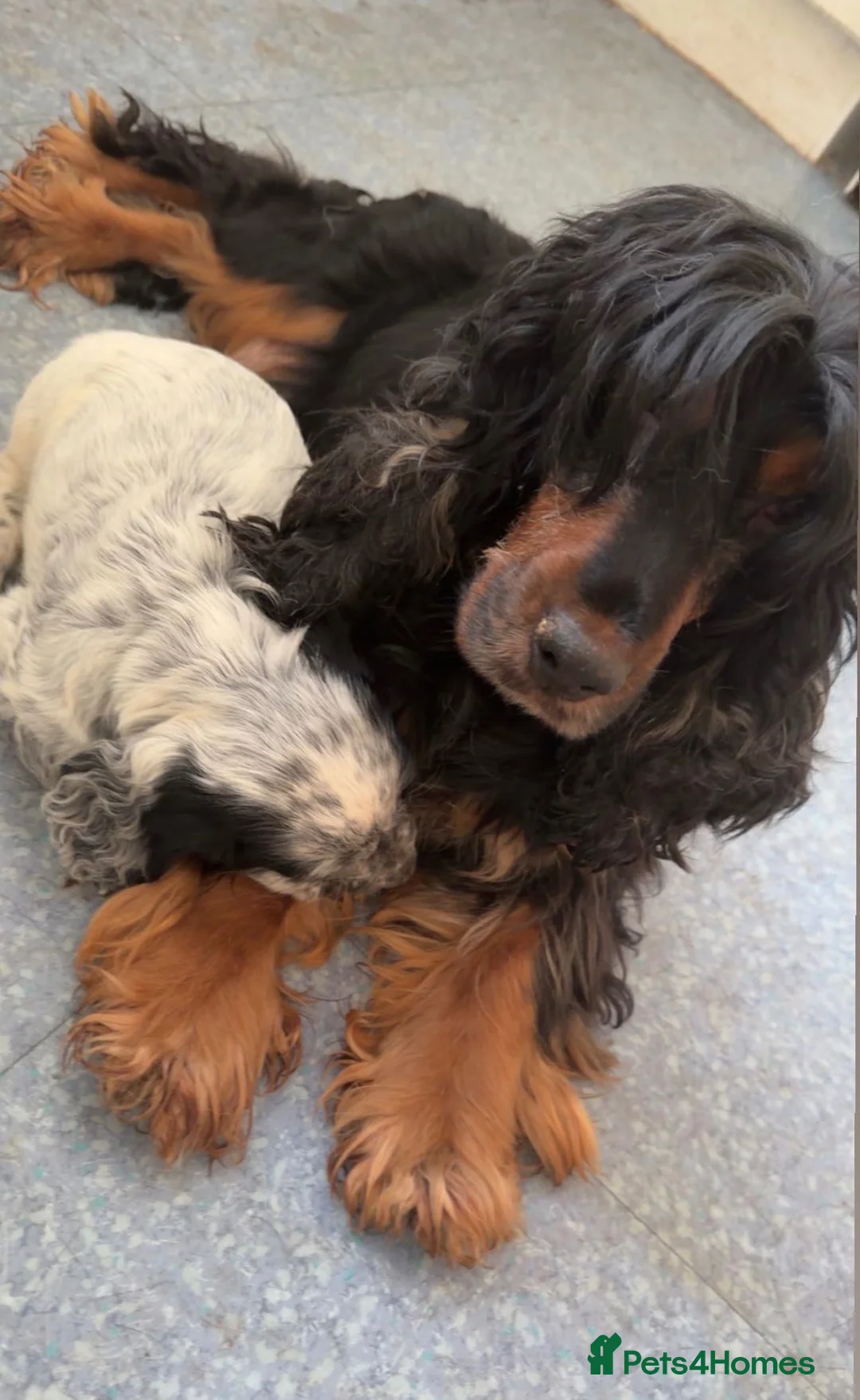 Sprocker dogs for sale: Beautiful show sprockers  - Advert 9