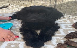 Sproodle dogs for sale: REDUCED 2 x Beautiful F2 Sproodle Girls VACCINATED - Image 36